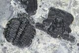 Large Elrathia Trilobite Cluster - Wheeler Shale, Utah #105595-4